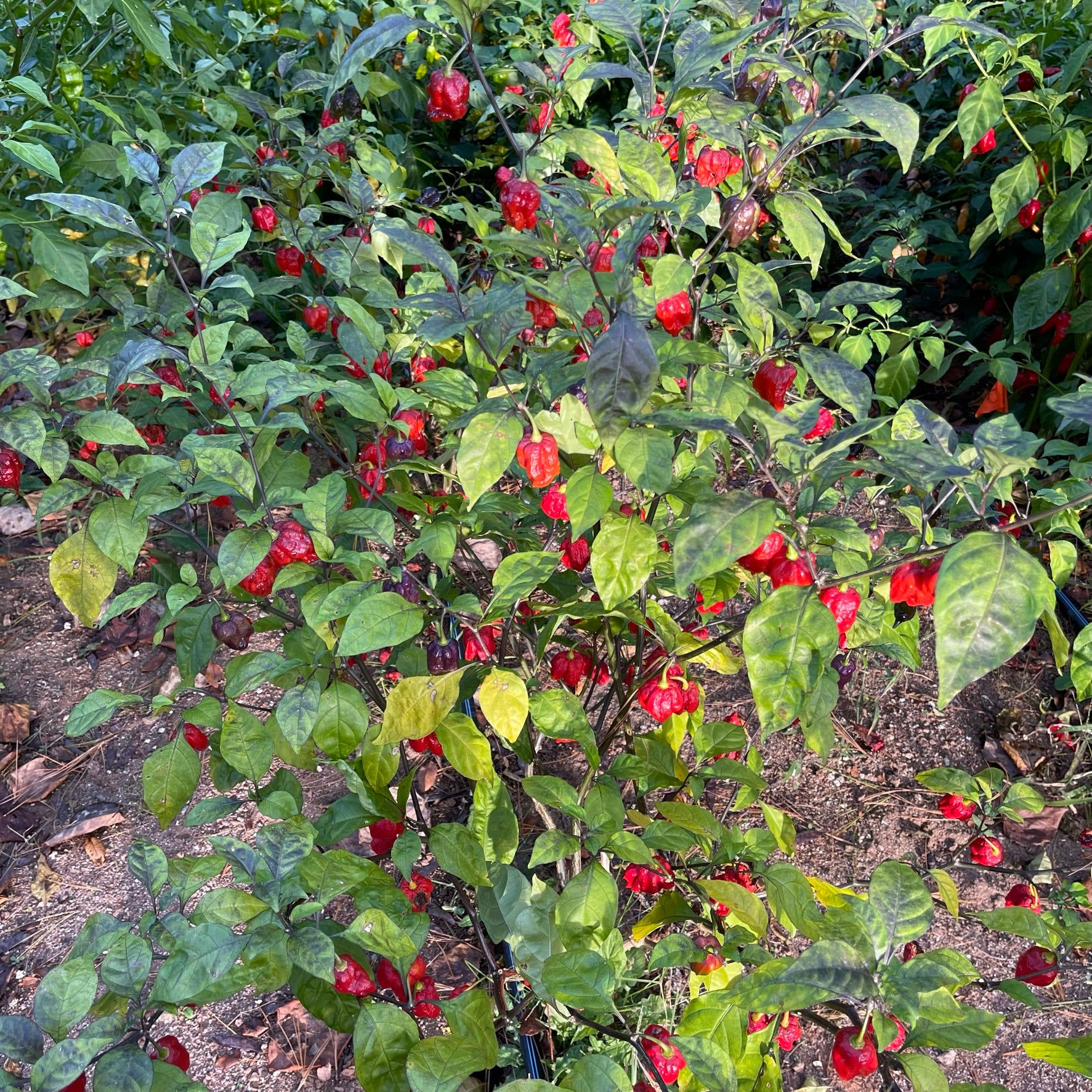 7 pot pepper plant 7 Pot Lava x Testanera Red