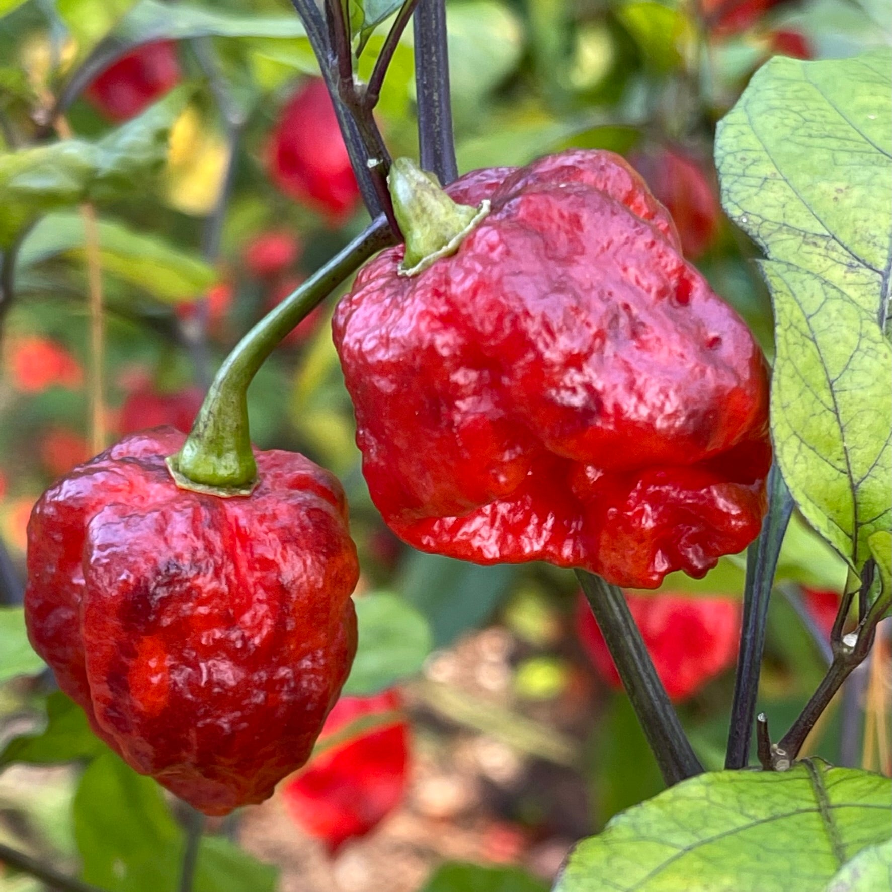 スカーレット 7 Pot Lava x Testanera Red - Seeds 文学・小説