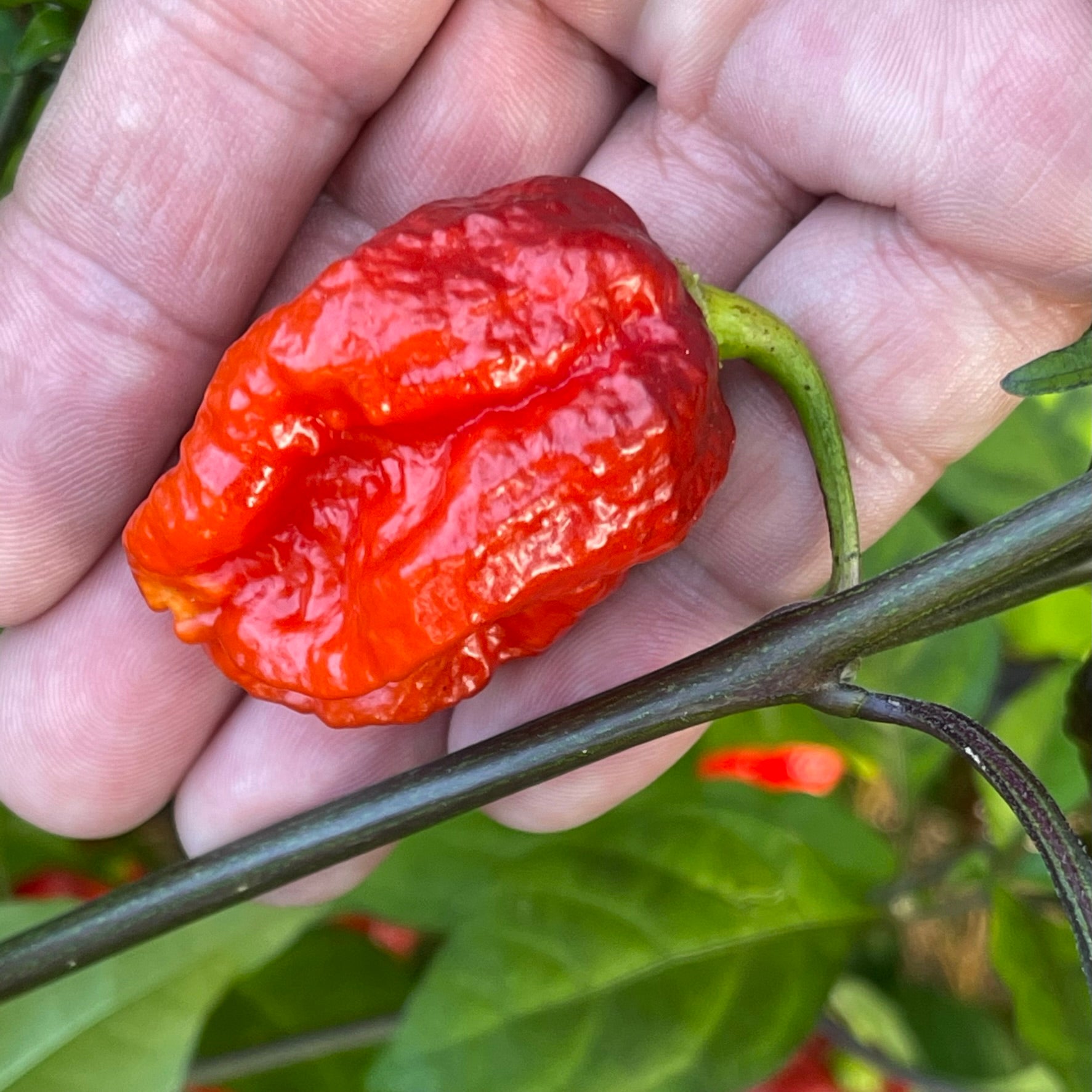 7 Pot Lava x Testanera Red - Seeds - Fresh Seeds from Bohica