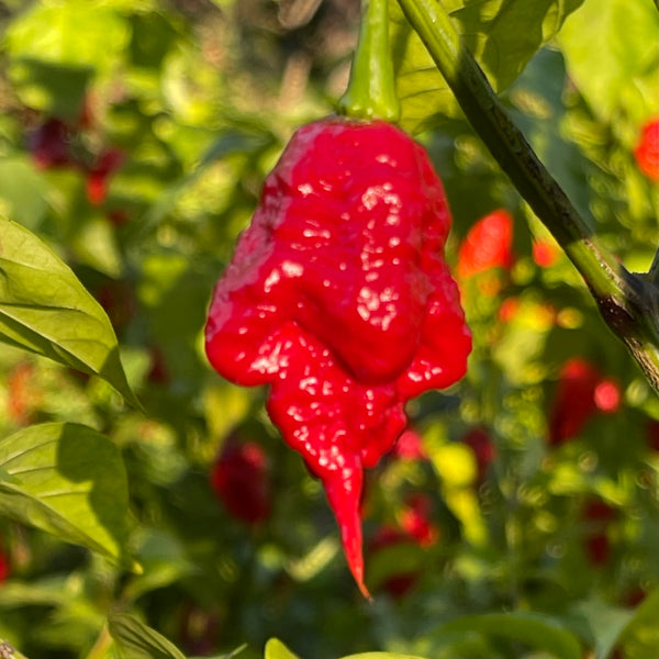 Reaper x SRTSL Seeds