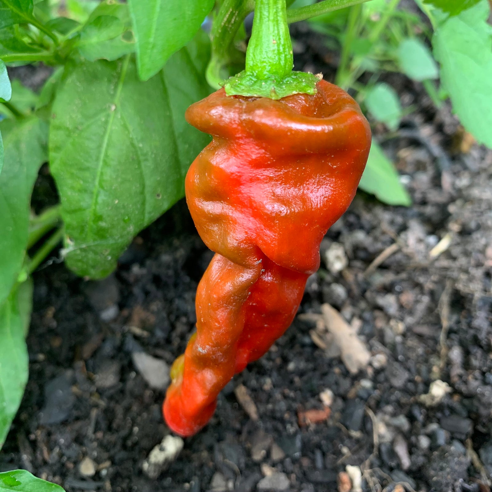 Zou-Pi or Shar Pei - Seeds - Bohica Pepper Hut 