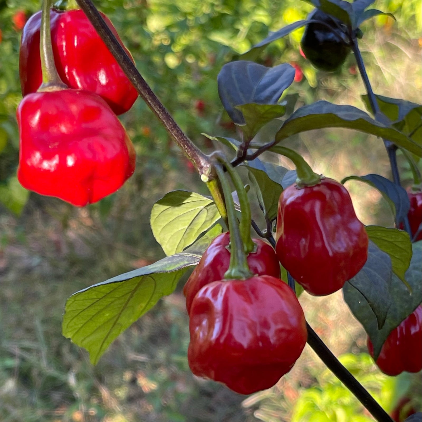 Rouge Noire x Douglah - Seeds