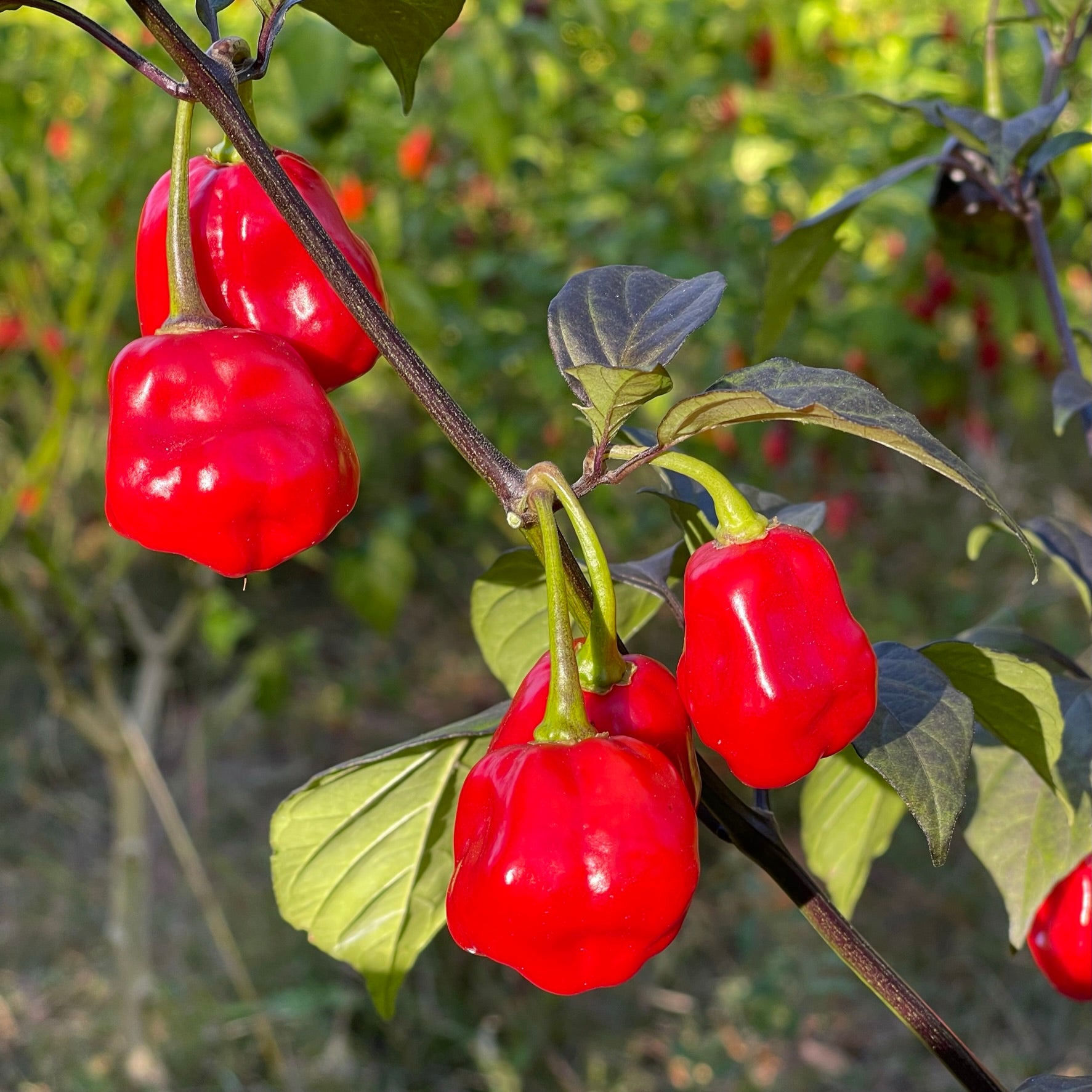 Rouge Noire x Douglah - Seeds - Fresh Seeds from Bohica Pepper Hut