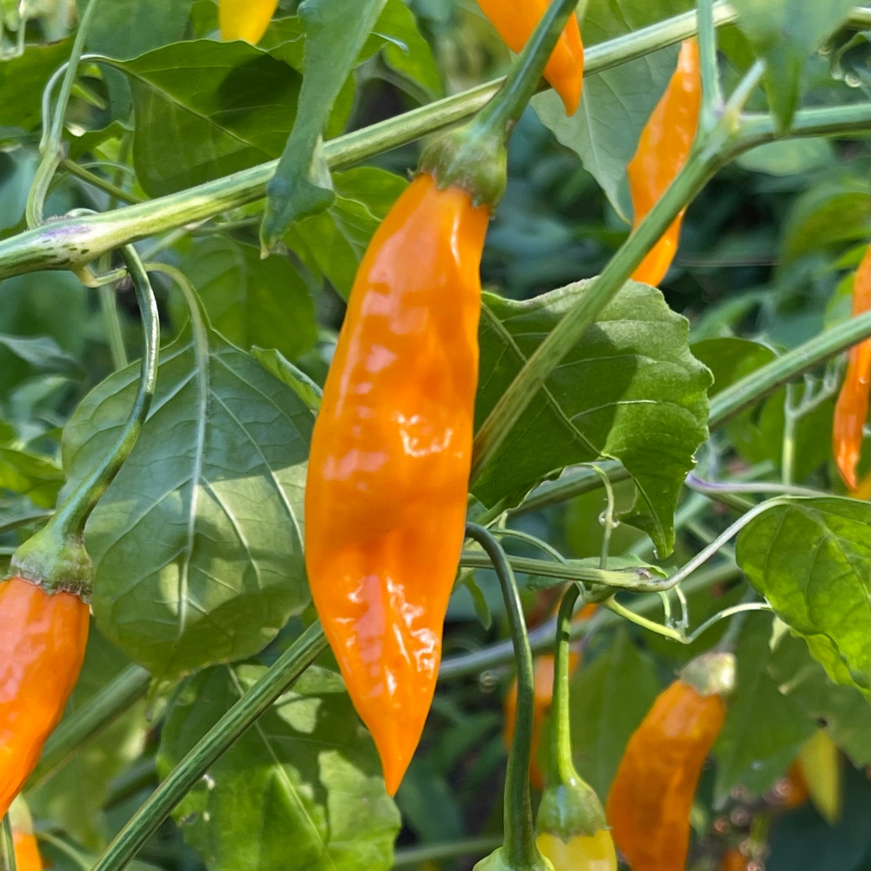 plant habanero seeds Aji Habanero