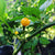 Aji Charapita - Seeds - Bohica Pepper Hut 