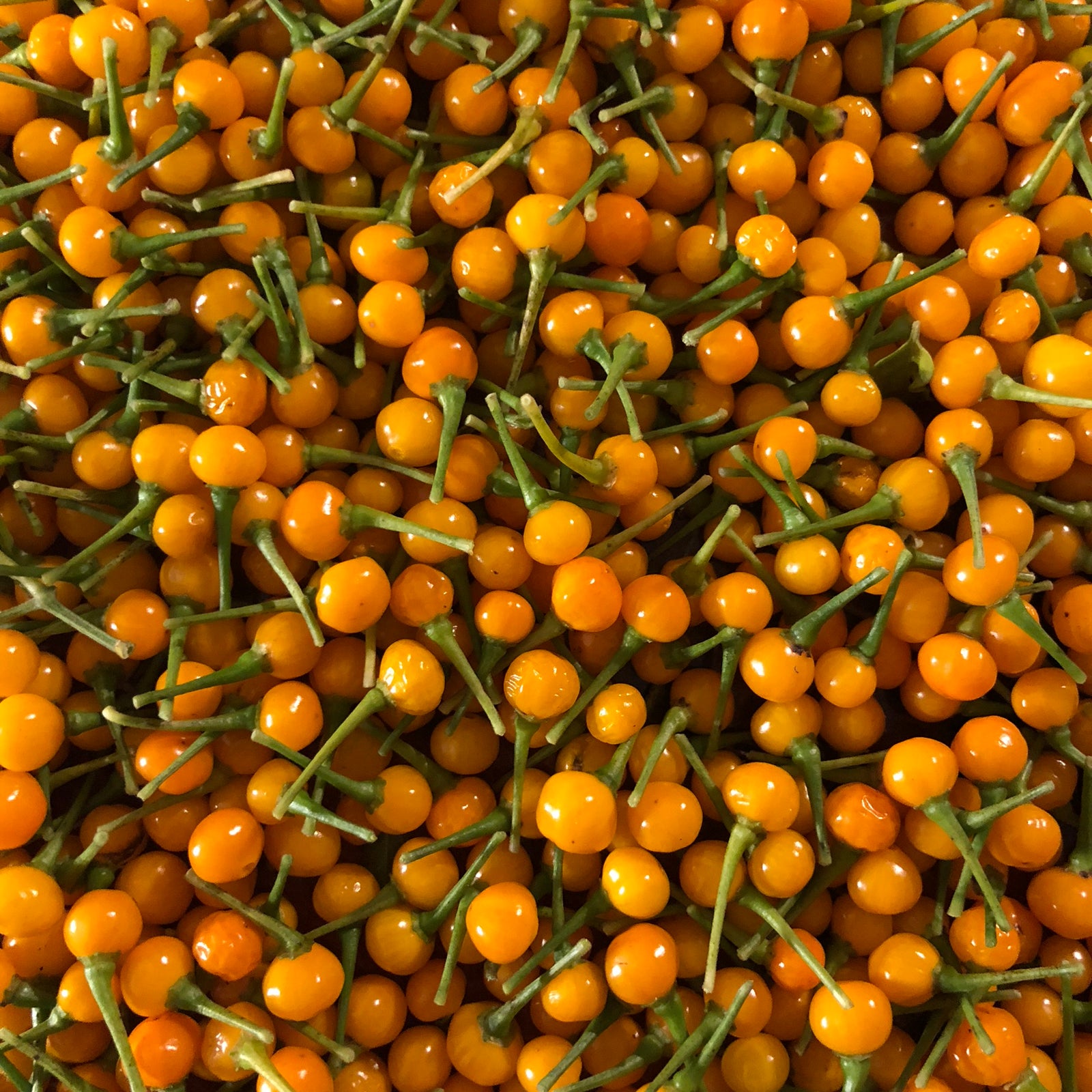 Aji Charapita - Seeds - Bohica Pepper Hut 