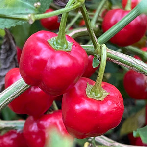 Malawi Piquante Pepper - Seeds