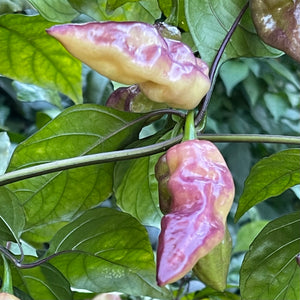 Pimenta Sparanise - Seeds