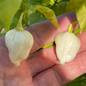 Chupabrain White - Seeds