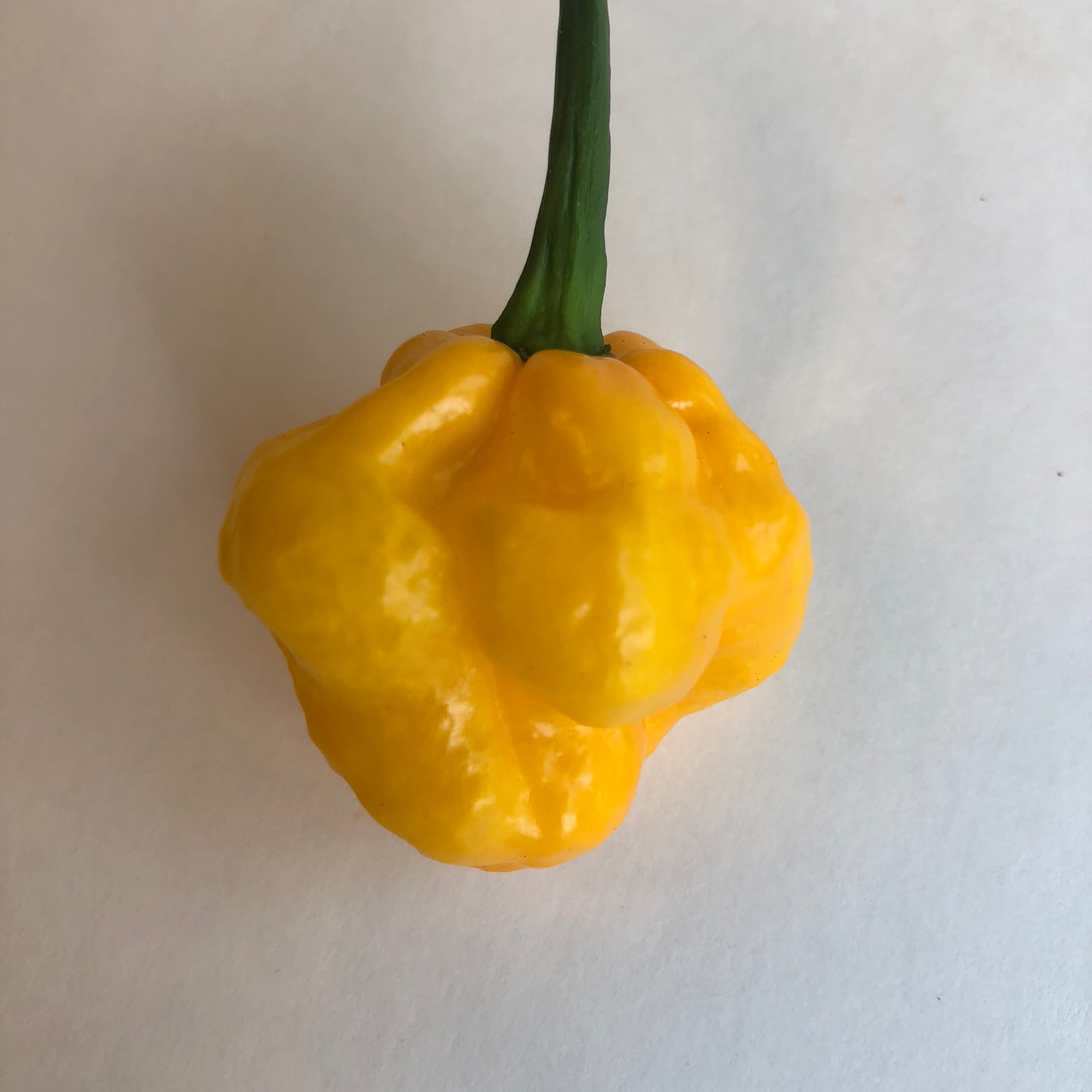 Habanero / Scotch Bonnet  - Pepper Seeds Combo Pack (10 Varieties) - Seeds - Bohica Pepper Hut 