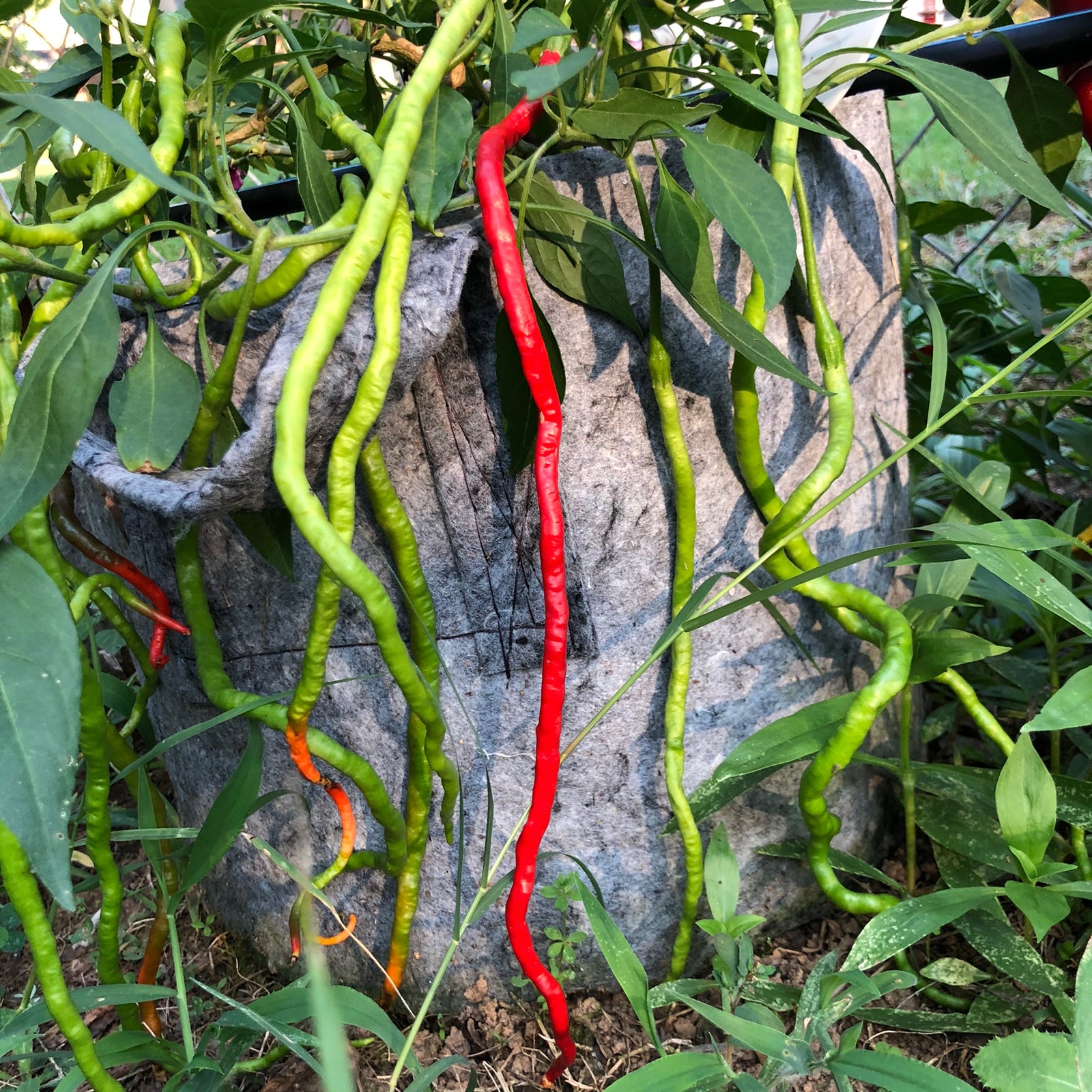 Thunder Mountain Longhorn - Seeds - Bohica Pepper Hut 