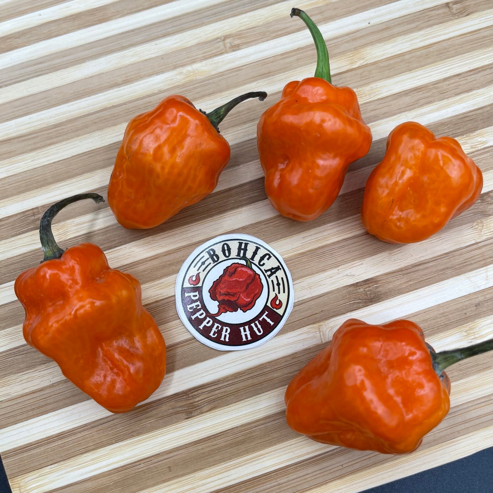 Habanero Orange - Seeds - Bohica Pepper Hut 