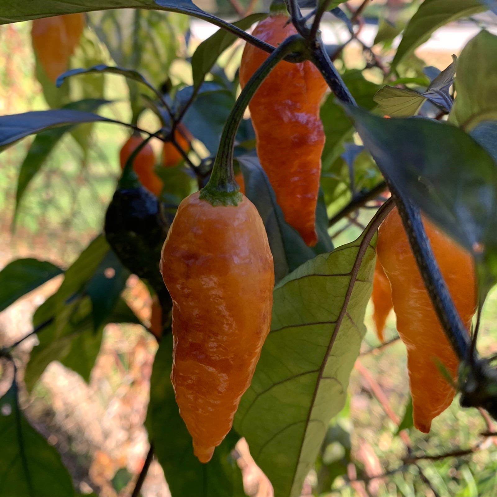 Black Panther Orange - Seeds - Bohica Pepper Hut 