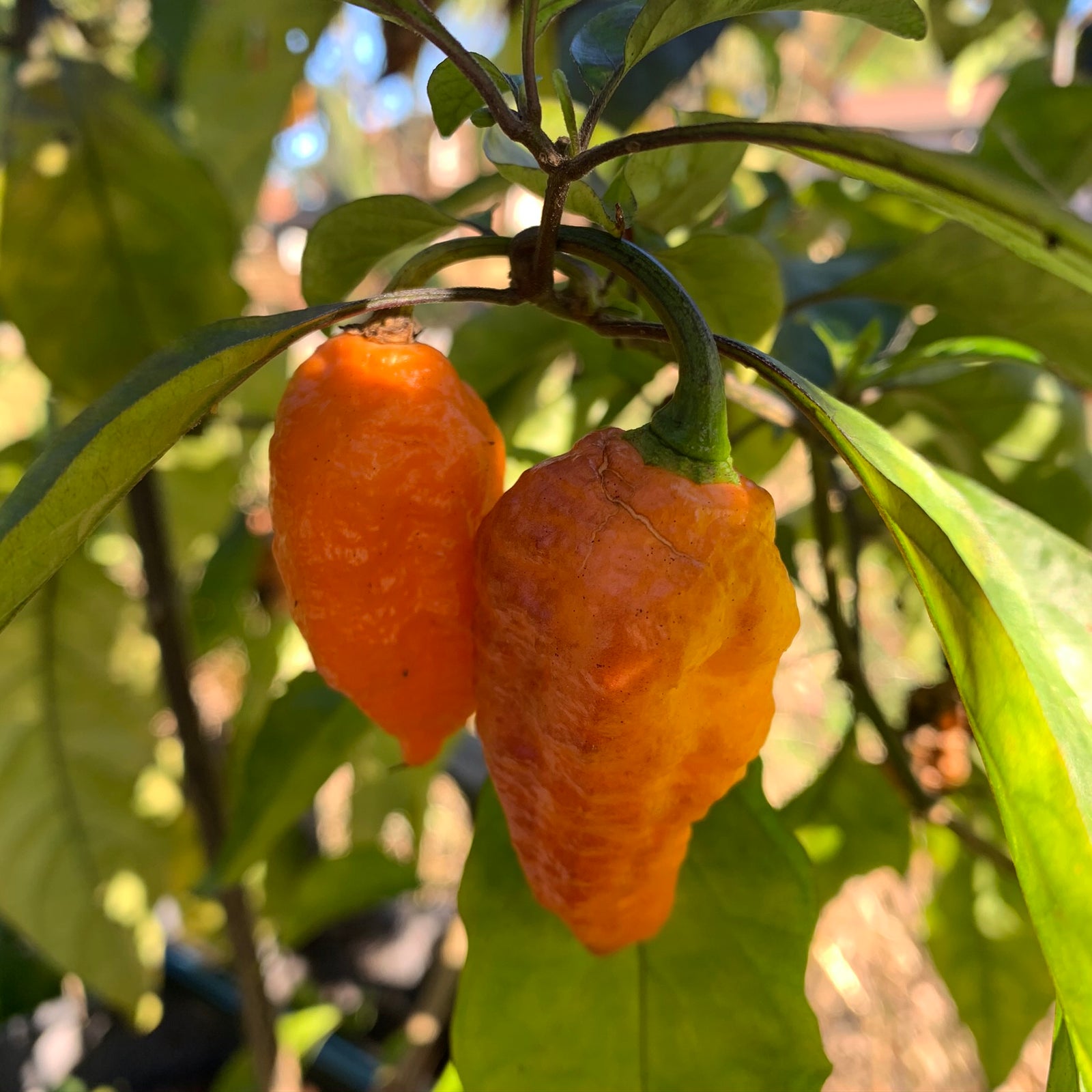 Black Panther Orange - Seeds - Bohica Pepper Hut 