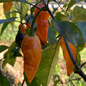 Black Panther Orange - Seeds - Bohica Pepper Hut 