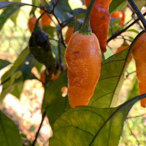 Black Panther Orange - Seeds - Bohica Pepper Hut 