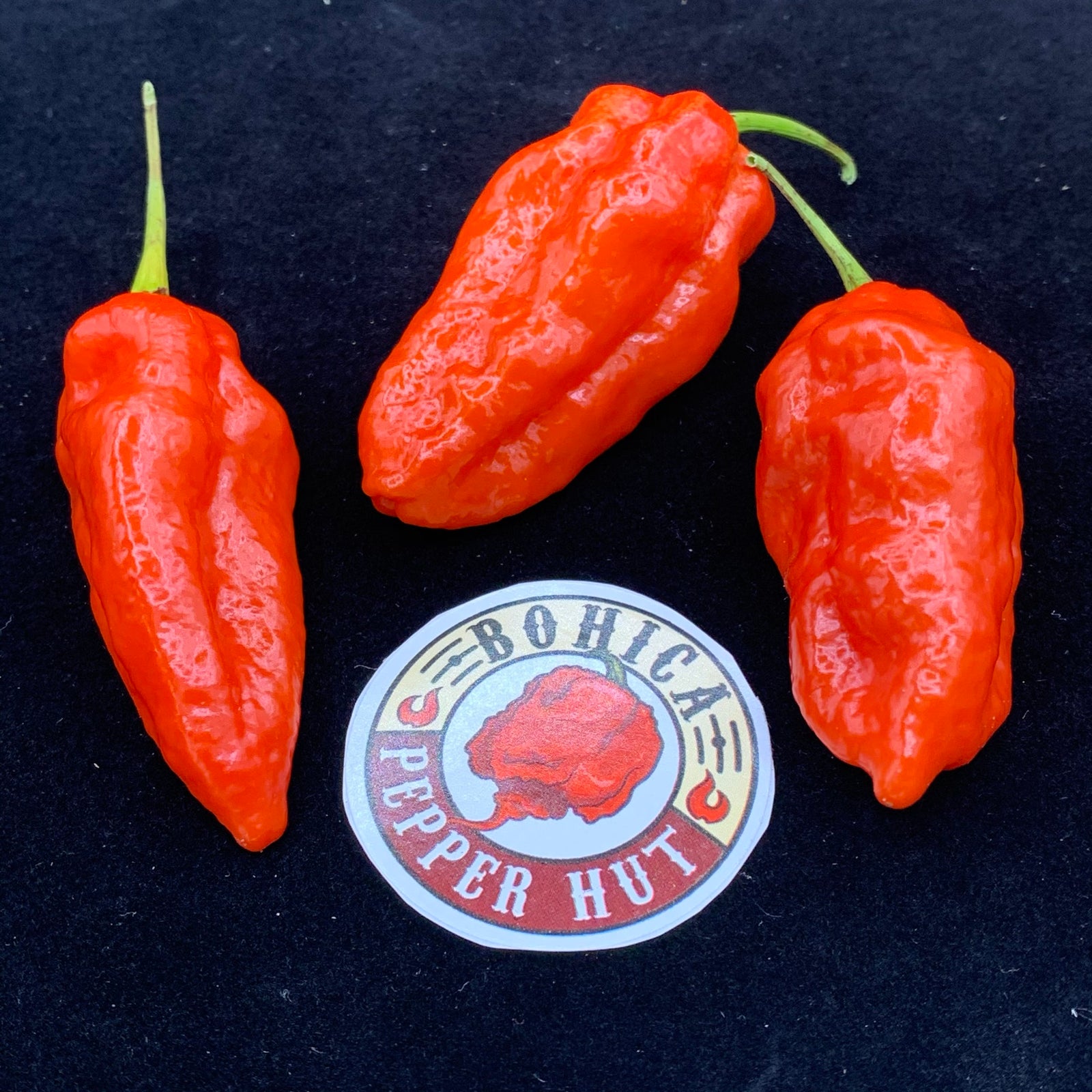 Komodo Dragon - Seeds - Bohica Pepper Hut 