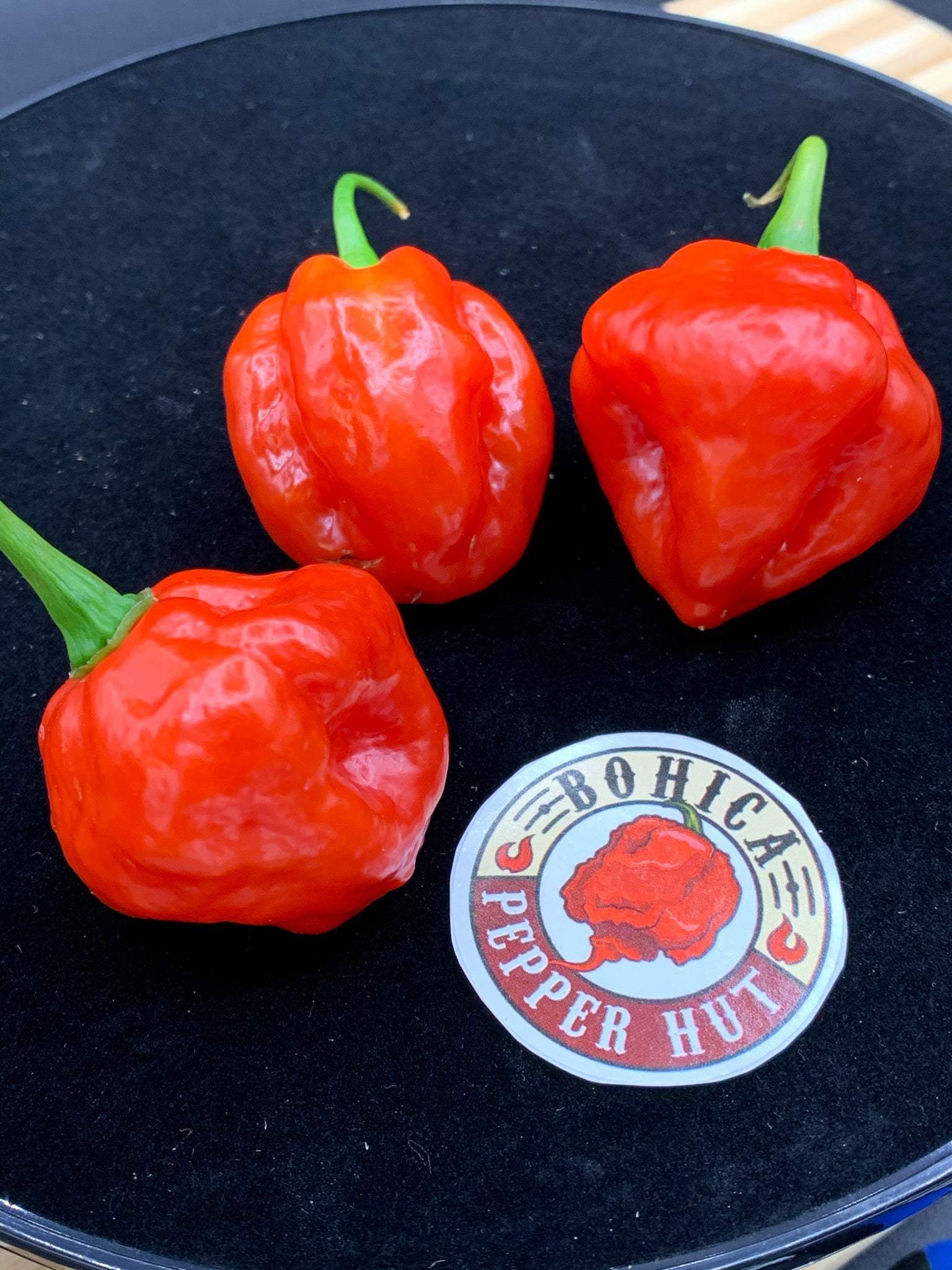 Red Savina x Scotch Bonnet MOA - Seeds - Bohica Pepper Hut 