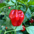 Red Savina x Scotch Bonnet MOA - Seeds - Bohica Pepper Hut 