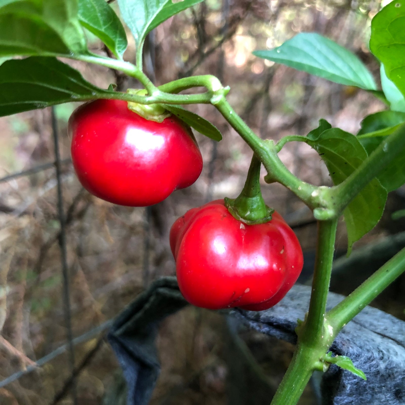 Red Savina - Seeds - Bohica Pepper Hut 
