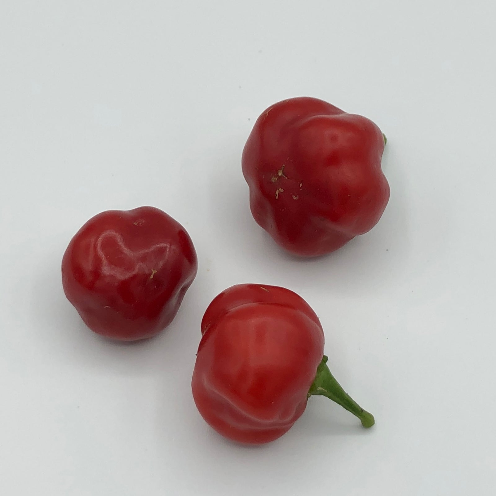 Red Savina - Seeds - Bohica Pepper Hut 