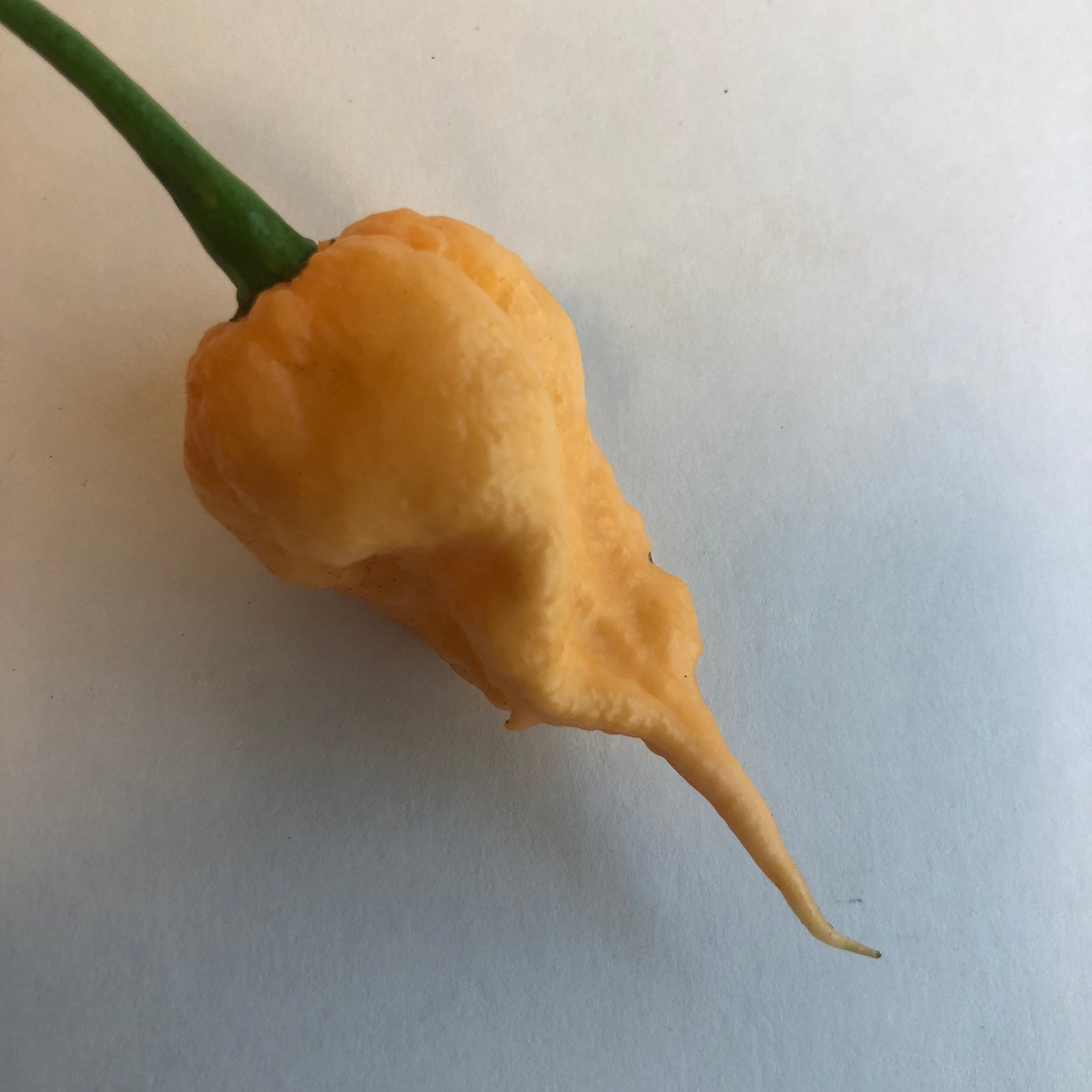 Peach Reaper (California Reaper) - Seeds