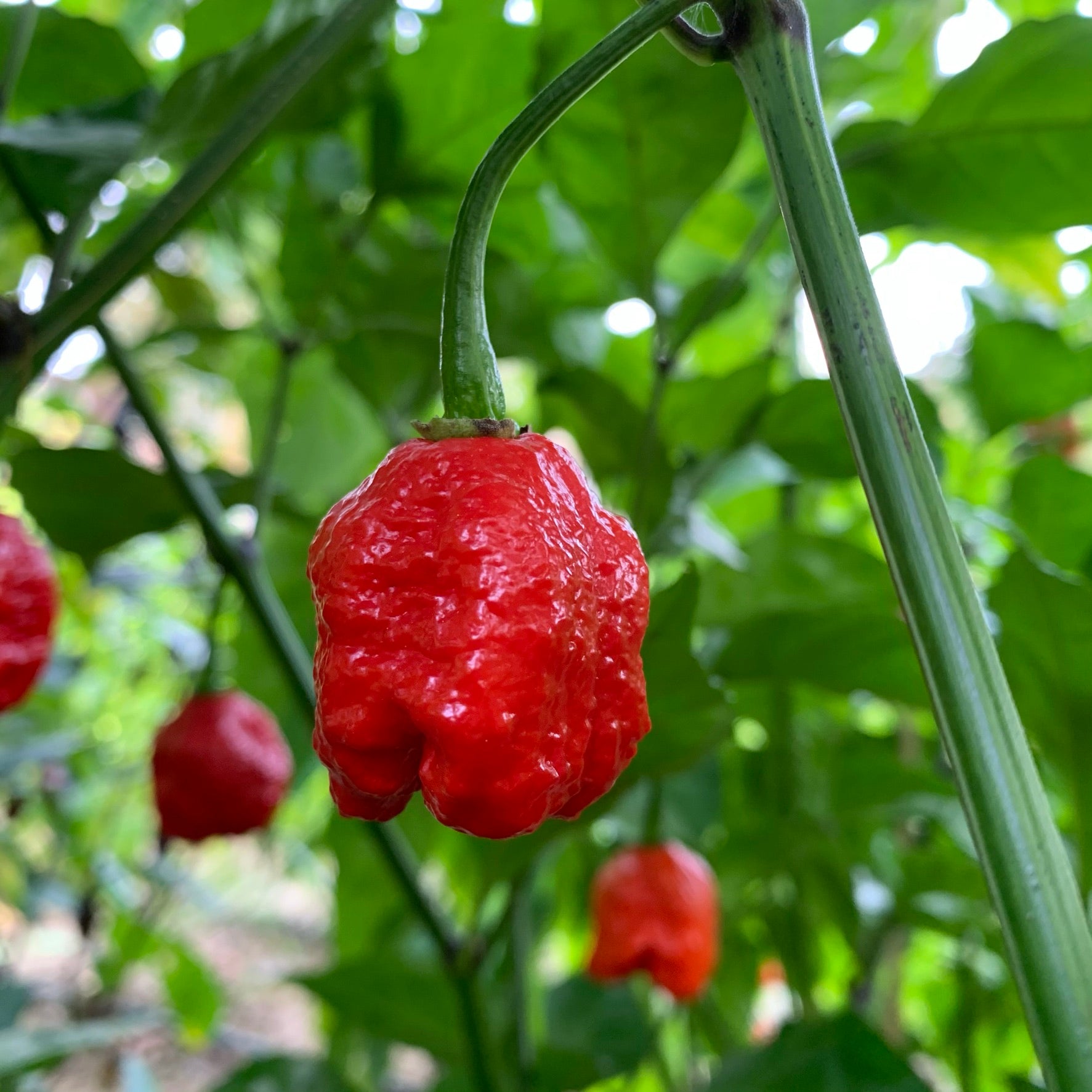dragon's breath plant seeds Dragon's Breath - Seeds