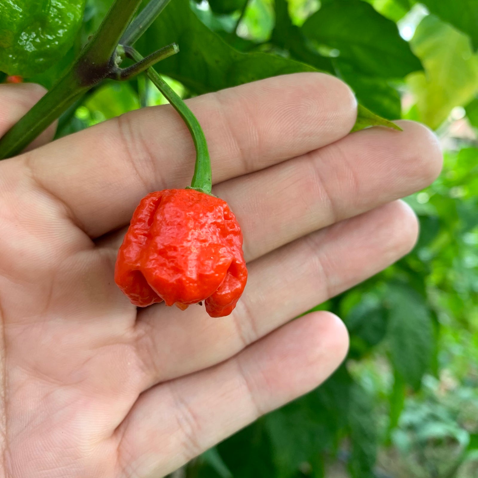 Dragon's Breath - Seeds - Bohica Pepper Hut 