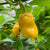 7 Pot Bubblegum Yellow - Seeds - Bohica Pepper Hut 