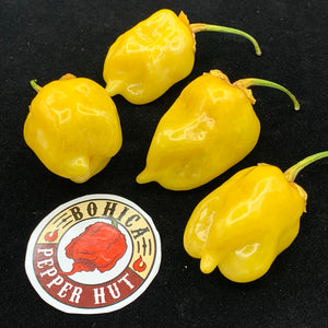 7 Pot Bubblegum Yellow - Seeds - Bohica Pepper Hut 