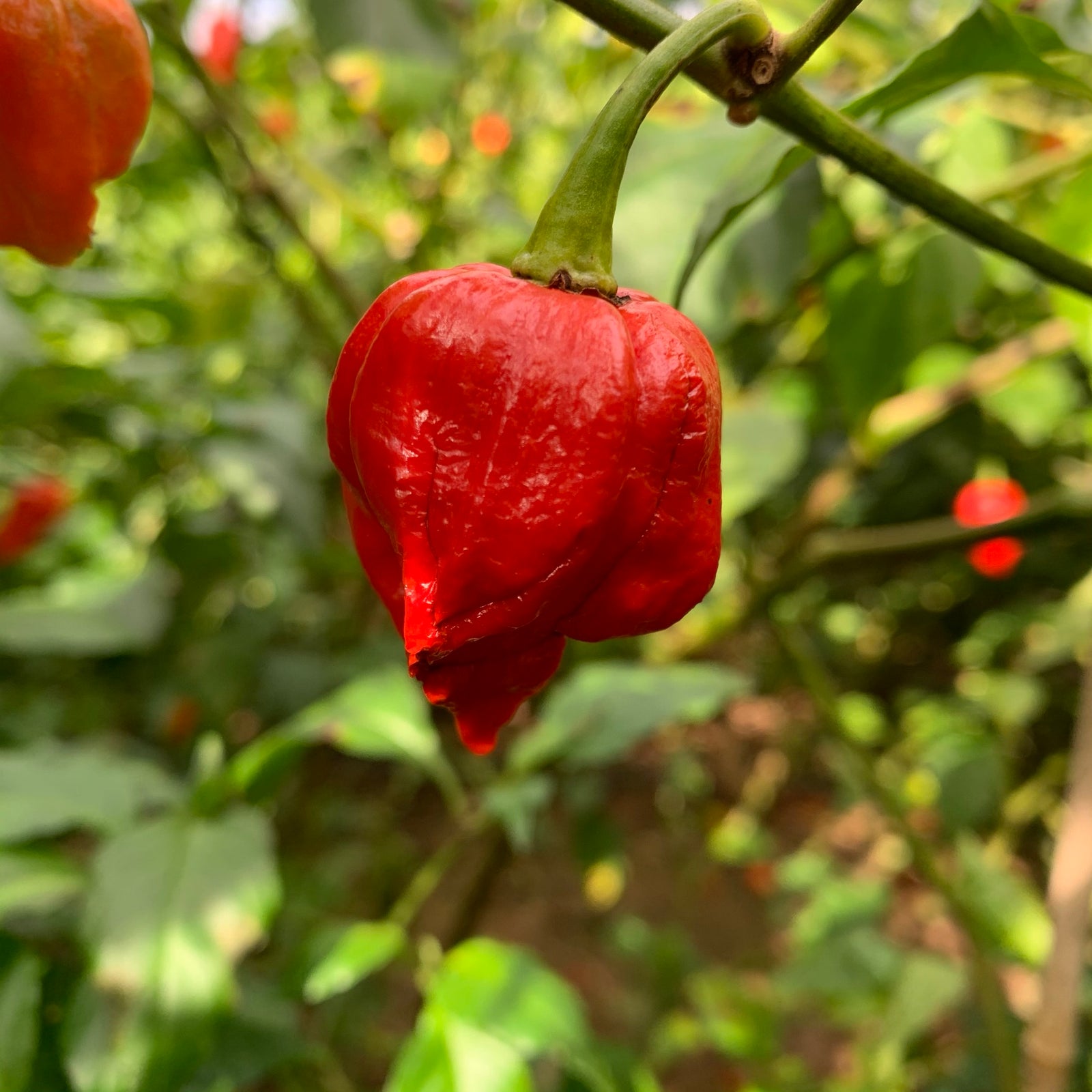 Umorok Red - Seeds - Bohica Pepper Hut 