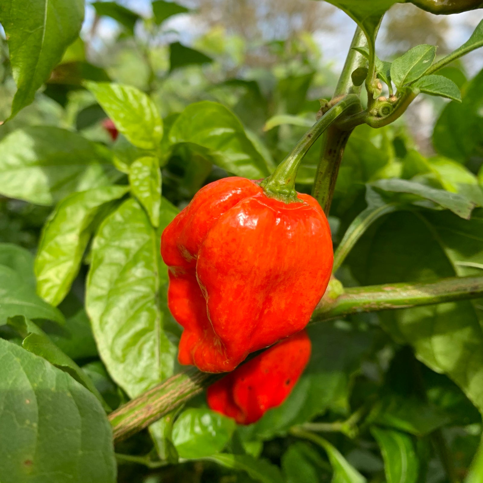 Umorok Red - Seeds - Bohica Pepper Hut 