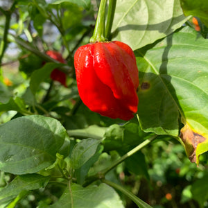 Umorok Red - Seeds - Bohica Pepper Hut 
