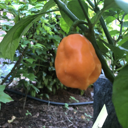 7 Pot Pink - Seeds - Bohica Pepper Hut 