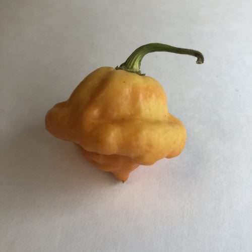 7 Pot Pink - Seeds - Bohica Pepper Hut 