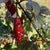 SepiaReaper x Pimenta de Neyde - Seeds - Bohica Pepper Hut 