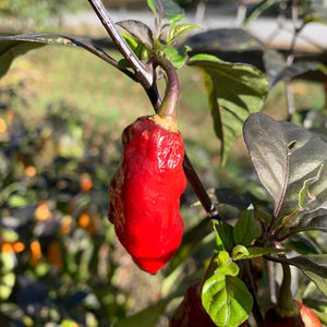SepiaReaper x Pimenta de Neyde - Seeds - Bohica Pepper Hut 