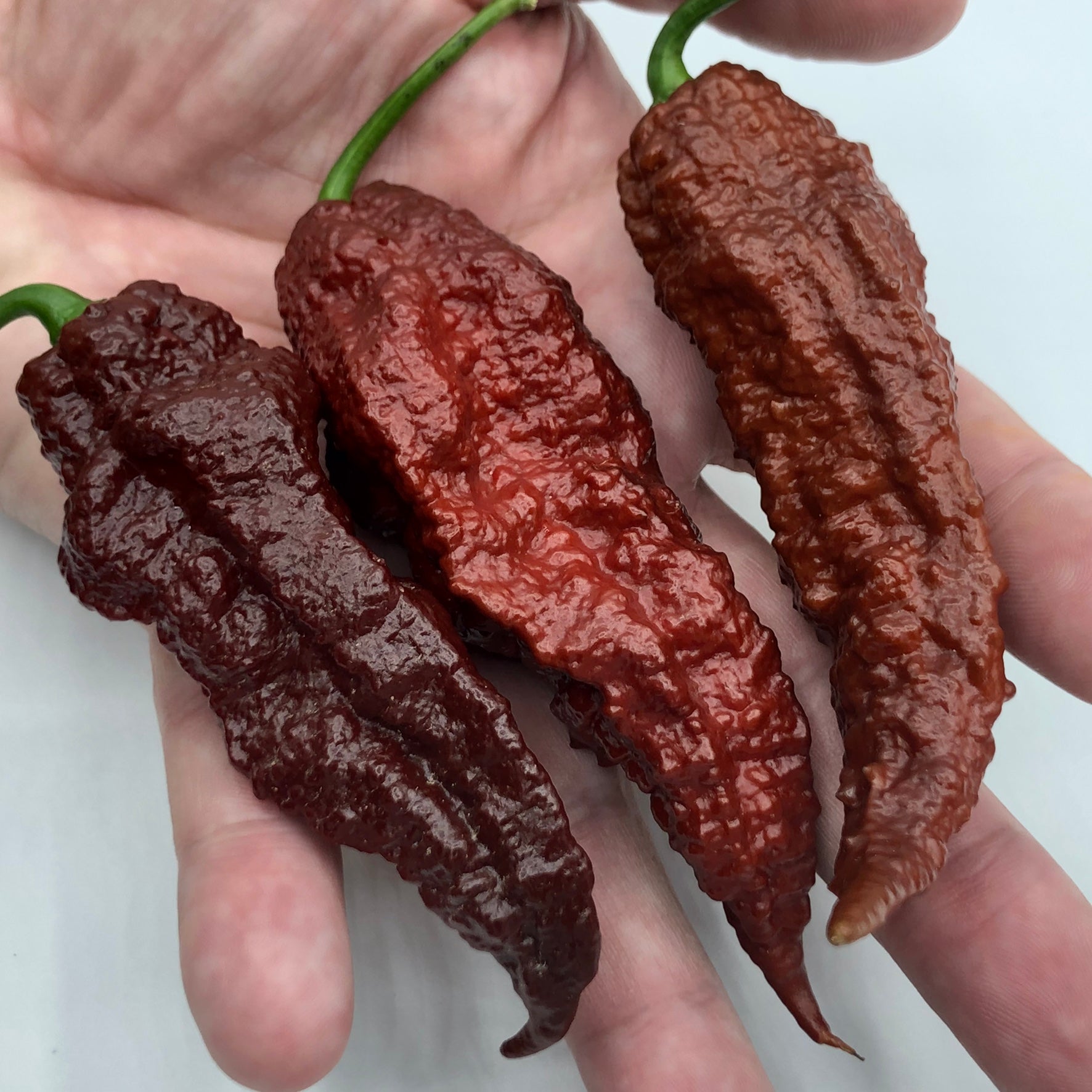 Scorpion x Douglah - Fresh Seeds from Bohica Pepper Hut