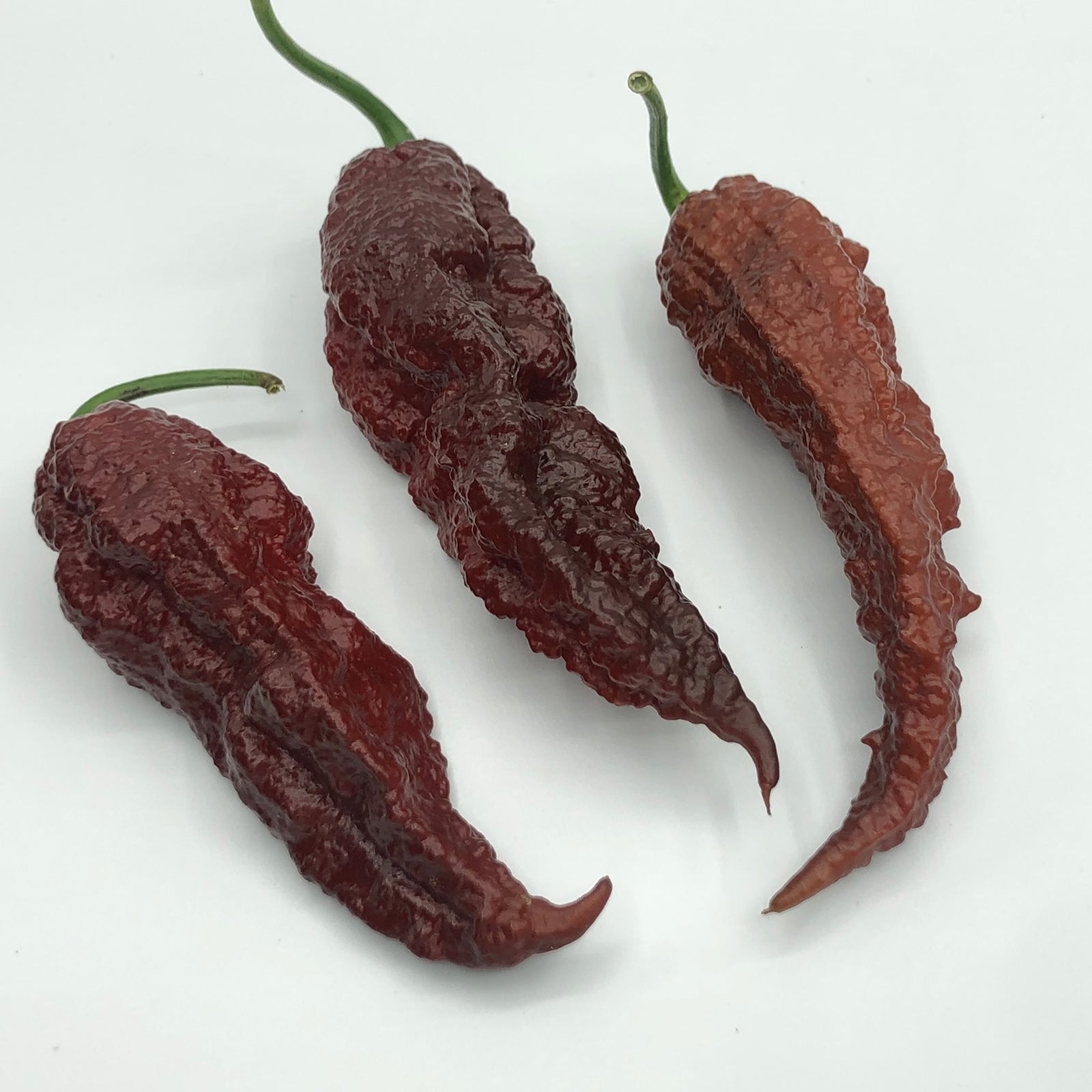 Scorpion x Douglah - Seeds - Bohica Pepper Hut 