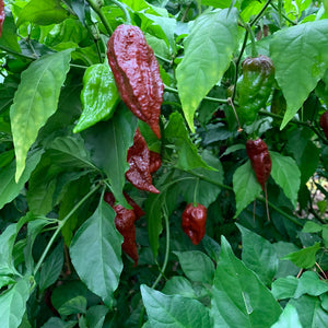Scorpion x Douglah - Seeds - Bohica Pepper Hut 