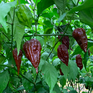 Scorpion x Douglah - Seeds - Bohica Pepper Hut 