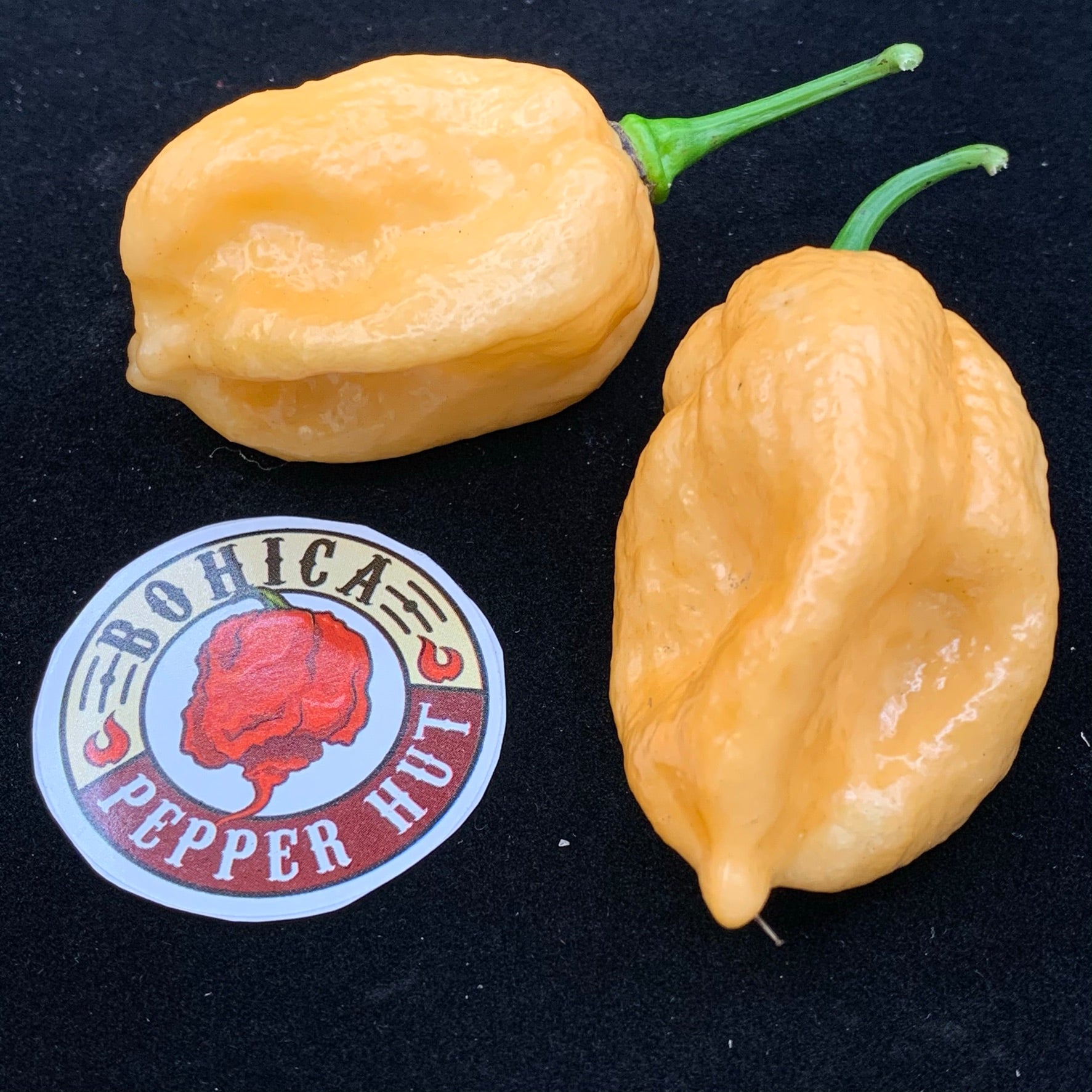 Kraken Scorpion Peach - Seeds - Bohica Pepper Hut 