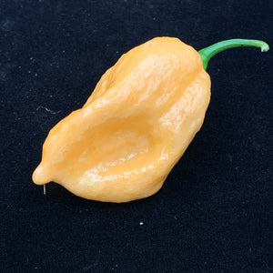 Fresh Super Hot Peppers - Mixed Peach Box:    All Peach colored peppers - Bohica Pepper Hut 