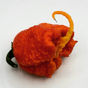 Fresh Carolina Reaper Peppers - Bohica Pepper Hut 