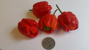 BORG 9 - Seeds - Bohica Pepper Hut 