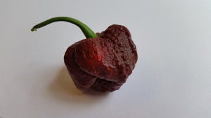 BORG 9 Chocolate - Seeds - Bohica Pepper Hut 
