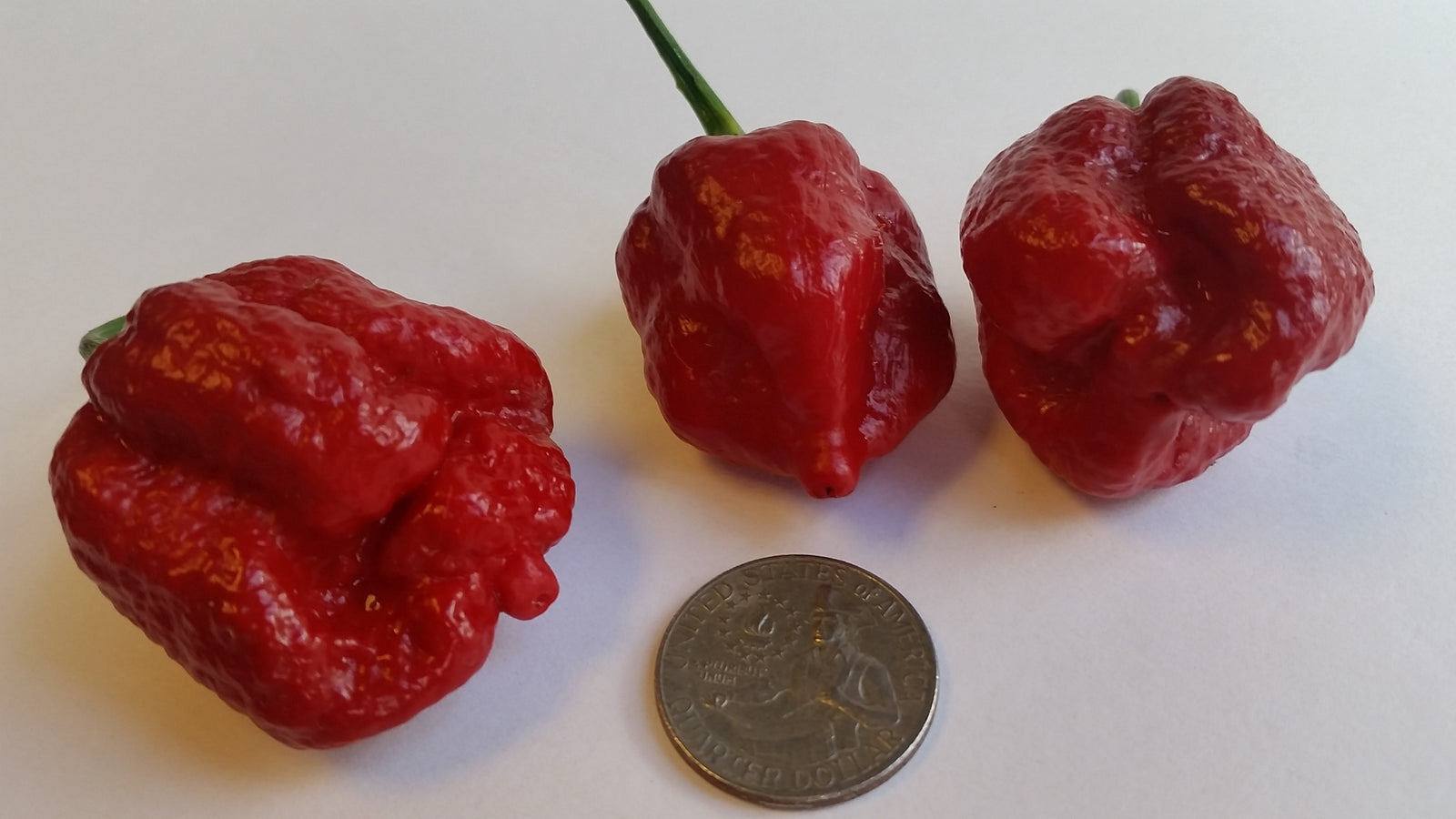 BTR Butch T Reaper Scorpion - Seeds - Bohica Pepper Hut 
