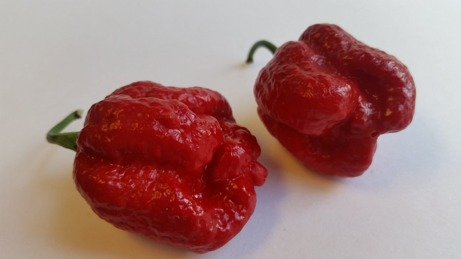 BTR Butch T Reaper Scorpion - Seeds - Bohica Pepper Hut 