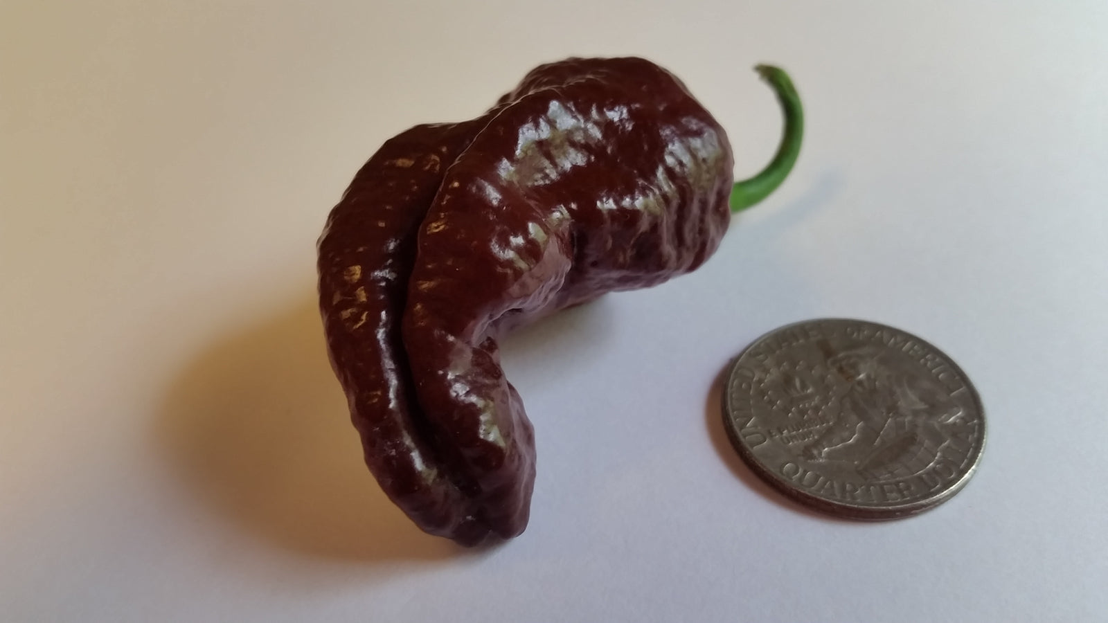 Box of Chocolates - Pepper Seeds Combo Pack (8 Varieties) - Seeds - Bohica Pepper Hut 