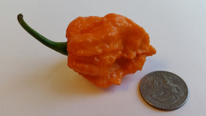 Bhut Jolokia Orange Copenhagen  - Seeds - Bohica Pepper Hut 